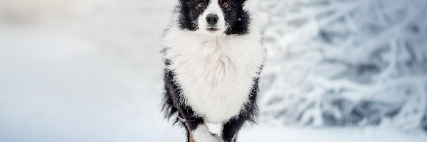 Pies, Śnieg, Border collie, Biało-czarny