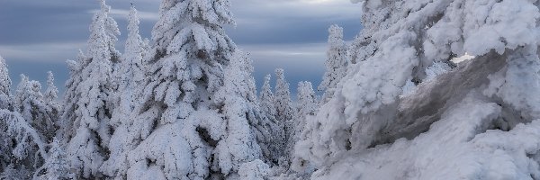 Zima, Drzewa, Zaśnieżone, Niebo, Śnieg