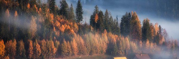 Las, Domy, Mgła, Jesień