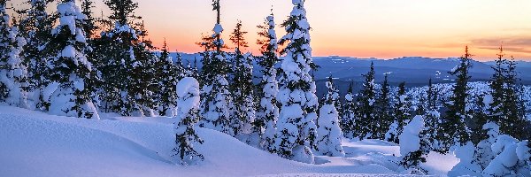 Drzewa, Zima, Śnieg, Świerki, Wzgórza, Zachód słońca
