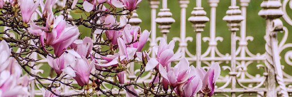 Kwiaty, Ogrodzenie, Magnolia, Gałązki