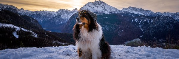 Pies, Czapka, Owczarek australijski, Góry, Śnieg