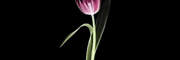 Tulipan, Fioletowy