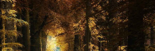 Jesień, Droga, Las, Drzewa, Żółto-brązowe