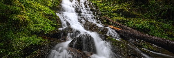Rezerwat przyrody, Wodospad, Stany Zjednoczone, Roślinność, Kamienie, Mech, Pnie, Las, Fairy Falls, Columbia River Gorge