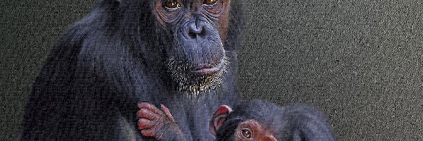 Grafika, Szympansy, Małpy