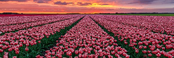 Tulipanów, Zachód słońca, Tulipany, Plantacja