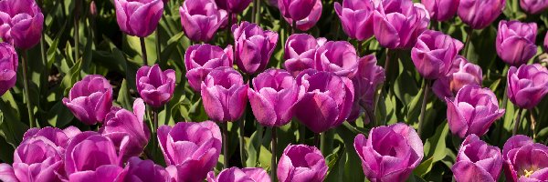 Tulipany, Różowe, Rozwinięte