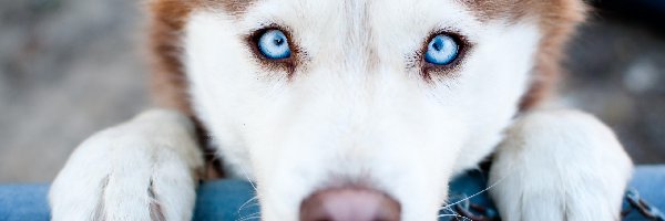 Siberian husky, Oczy, Niebieskie, Pies