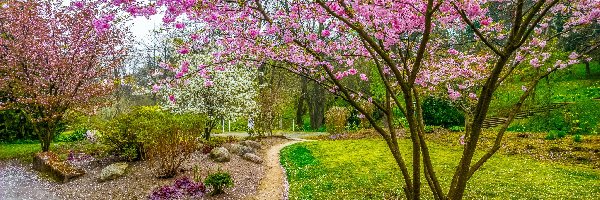 Park, Drzewa, Kwitnące, Wiosna, Ścieżki
