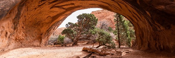 Stan Utah, Drzewa, Park Narodowy Arches, Stany Zjednoczone, Skały, Navajo Arch