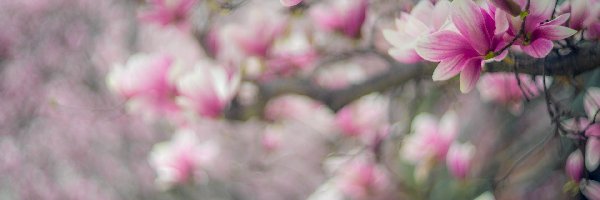 Jasnoróżowe, Magnolia, Kwiaty, Gałęzie
