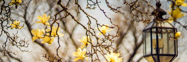 Gałęzie, Kwiaty, Żółte, Latarnia, Magnolia