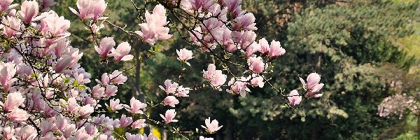 Różowe, Magnolia, Kwiaty, Gałązki