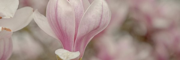 Magnolia, Kwiat, Bladoróżowy