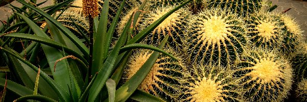 Zbliżenie, Aloes, Kaktusy