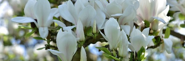 Białe, Magnolia, Kwiaty, Gałęzie