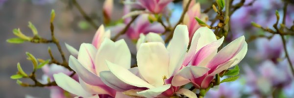 Magnolia, Kwiaty, Jasnoróżowe, Kwitnąca