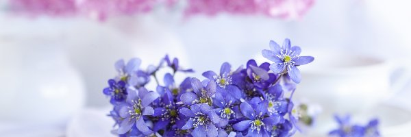 Niebieskie, Rozmycie, Przylaszczki, Kwiaty