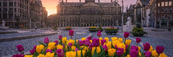 Holandia, Pałac Królewski, Amsterdam, Zachód słońca, Tulipany
