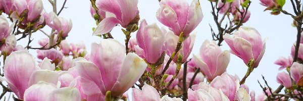 Magnolia, Krzew, Gałązki, Różowa
