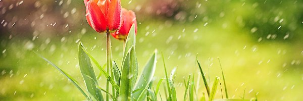 Tulipany, Trawa, Deszcz, Tło, Rozmyte