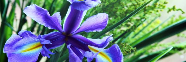 Irys, Niebieski, Kwiat