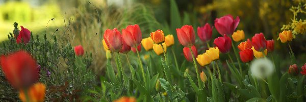 Tulipany, Trawa, Kwiaty, Kolorowe