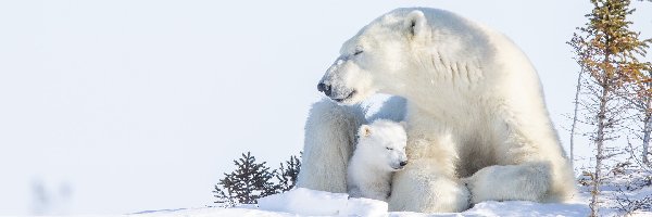 Niedźwiedzica, Śnieg, Niedźwiadek, Niedźwiedzie polarne