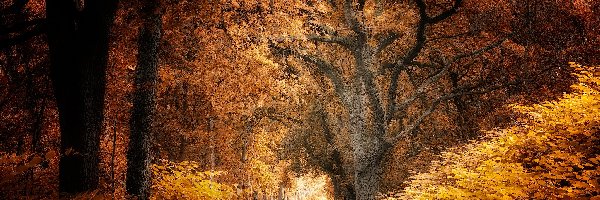 Jesień, Żółto-brązowe, Las, Droga, Drzewa