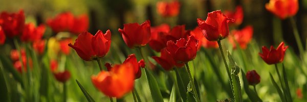 Tulipany, Rozmyte tło, Kwiaty, Czerwone