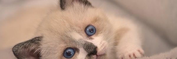 Mały, Kot, Kotek, Oczy, Niebieskie