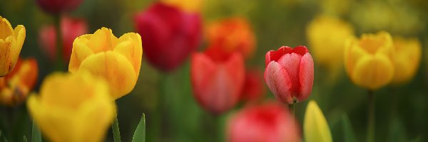 Kolorowe, Żółte, Czerwone, Kwiaty, Tulipany