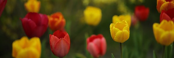 Kolorowe, Czerwone, Tulipany, Kwiaty, Żółte