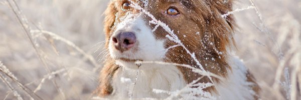 Owczarek australijski, Śnieg, Trawa, Pies