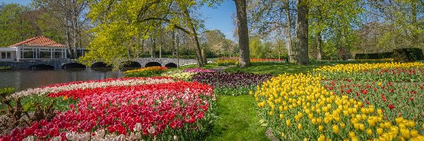 Drzewa, Ogród, Holandia, Most, Kwiaty, Tulipany, Rzeka, Wiosna, Park, Keukenhof