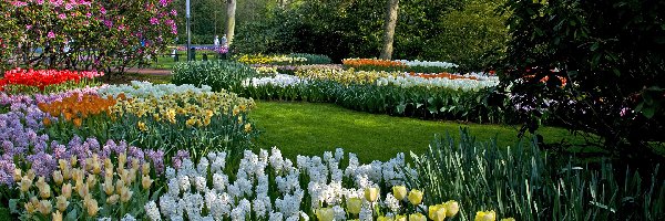 Krzewy, Park, Holandia, Drzewa, Kwiaty, Tulipany, Hiacynty, Wiosna, Ogród, Keukenhof