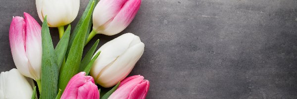 Tulipany, Biało-różowe, Białe