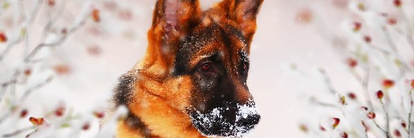 Owczarek niemiecki, Grafika, Śnieg, Pies