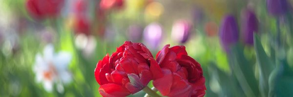 Dwa, Tulipany, Czerwone, Kwiaty