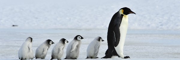 Rodzina, Śnieg, Zima, Pingwiny