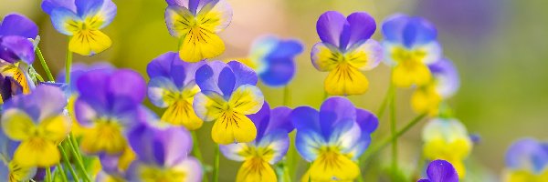 Fiołki rogate, Kwiaty, Niebiesko-żółte