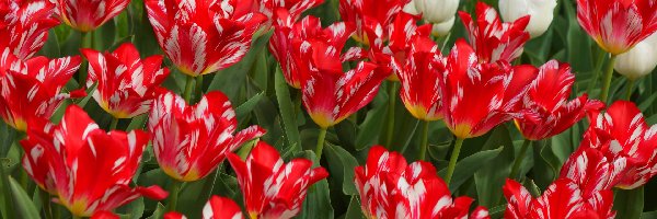Biało-czerwone, Tulipany, Kwiaty