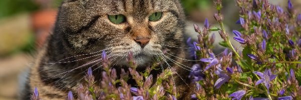 Kot, Kwiaty, Fioletowe, Bury
