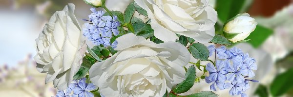 Białe, Niebieskie, Róże, Grafika, Kwiatki
