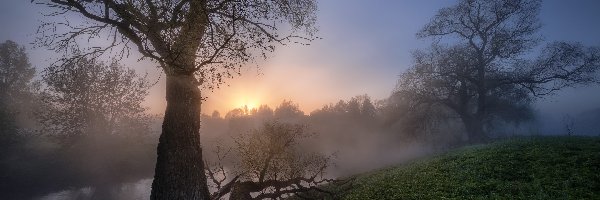 Obwód moskiewski, Rzeka Istra, Drzewa, Rosja, Mgła, Wschód słońca