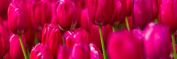 Rozmycie, Różowe, Tulipany