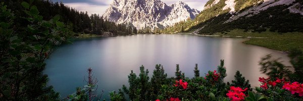 Austria, Alpy, Pasmo Mieming, Góry, Jezioro Sebensee, Tyrol, Kwiaty