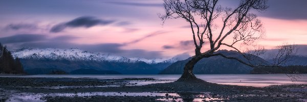 Jezioro Wanaka, Góry, Zima, Nowa Zelandia, Drzewo, Bezlistne