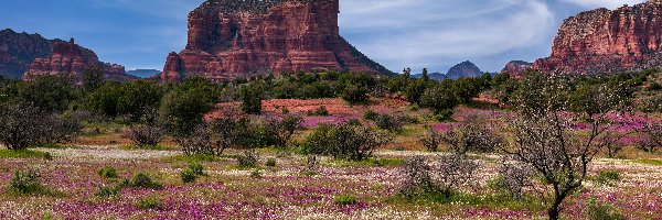 Kwiaty, Sedona, Czerwone, Arizona, Stany Zjednoczone, Drzewa, Skały